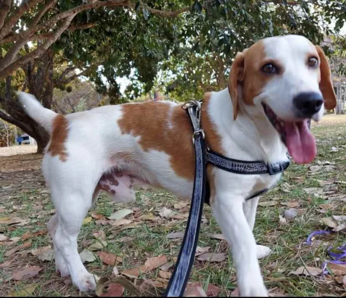 Cachorro ra a Mestiço  idade 7 a 11 meses nome Ralf 