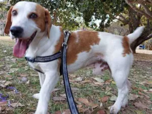 Cachorro raça Mestiço  idade 7 a 11 meses nome Ralf 