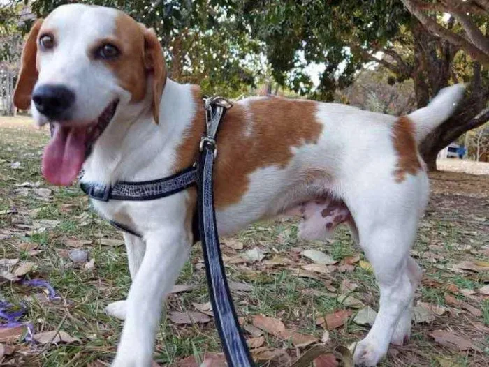 Cachorro ra a Mestiço  idade 7 a 11 meses nome Ralf 