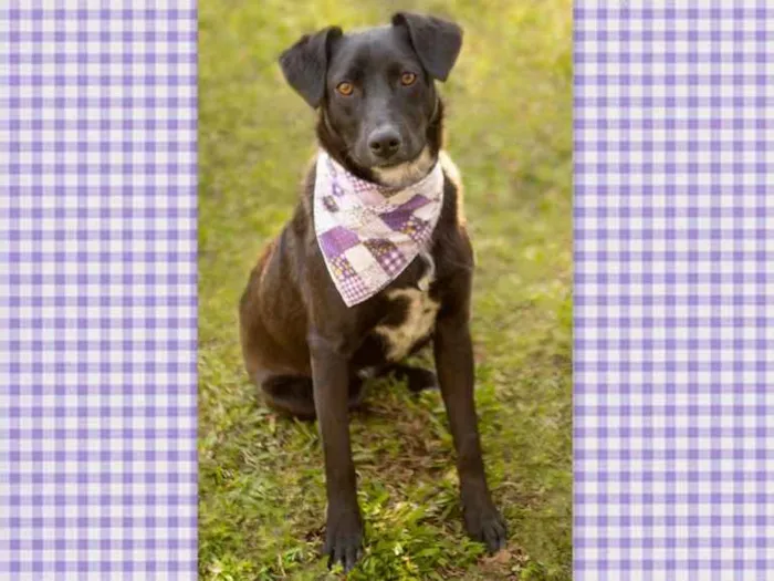 Cachorro ra a SRD-ViraLata idade 3 anos nome Fosca