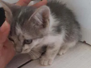 Gato raça  idade Abaixo de 2 meses nome Pipoquinha