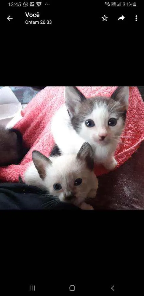 Gato ra a Siamesas idade 7 a 11 meses nome Cherry e Chanel