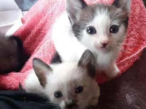 Gato ra a Siamesas idade 7 a 11 meses nome Cherry e Chanel