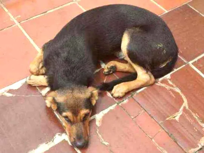 Cachorro ra a Pastor Alemão idade 7 a 11 meses nome Rubinho