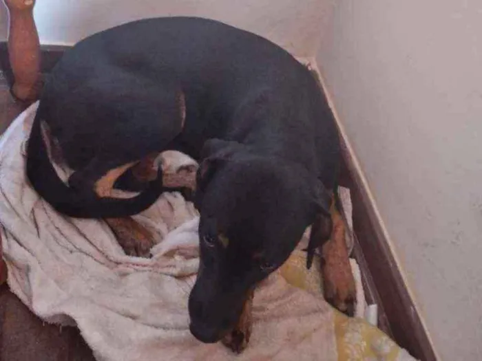 Cachorro ra a  idade 2 a 6 meses nome Susi