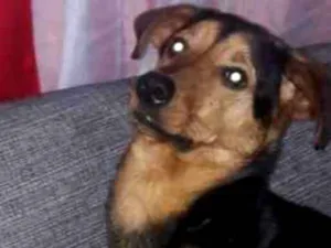 Cachorro raça Vira-lata com rotvaler idade 7 a 11 meses nome Thor