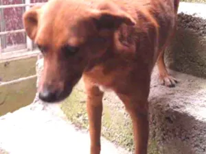 Cachorro raça Vira lata idade 5 anos nome Sem nome