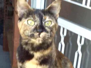 Gato raça Srd idade 1 ano nome Samira