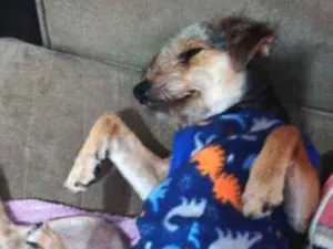 Cachorro raça Indefinido idade 2 anos nome Jaicke