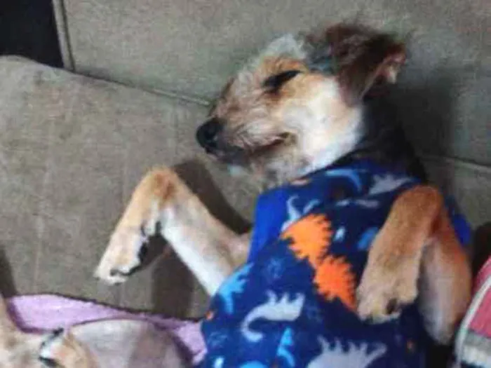 Cachorro ra a Indefinido idade 2 anos nome Jaicke