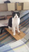 Bat