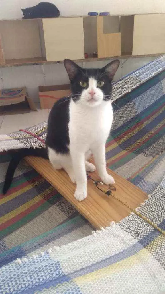 Gato ra a Srd idade 1 ano nome Bat