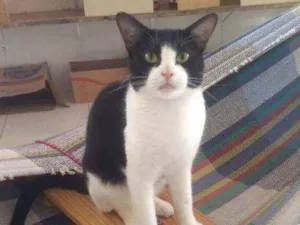 Gato raça Srd idade 1 ano nome Bat