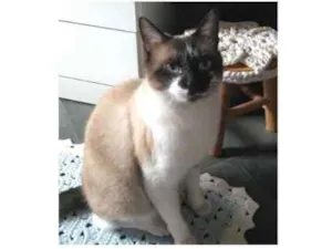 Gato raça Siamês idade 1 ano nome Joaquim
