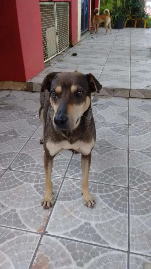 Cachorro ra a SRD-ViraLata idade 4 anos nome GRANDÃO