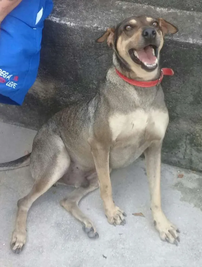 Cachorro ra a SRD-ViraLata idade 4 anos nome GRANDÃO