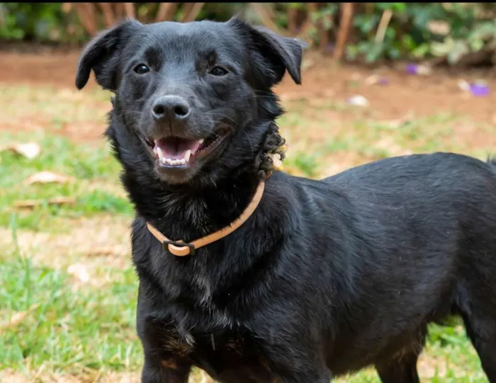 Cachorro ra a SRD-ViraLata idade 4 anos nome Franklin