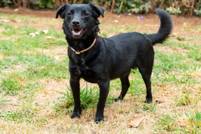 Cachorro ra a SRD-ViraLata idade 4 anos nome Franklin
