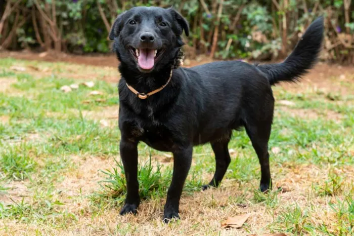 Cachorro ra a SRD-ViraLata idade 4 anos nome Franklin