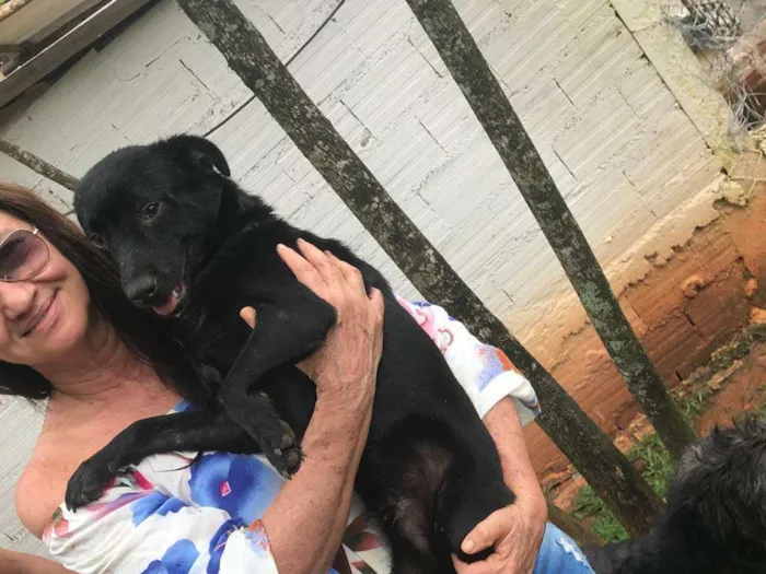 Cachorro ra a SRD-ViraLata idade 4 anos nome Franklin