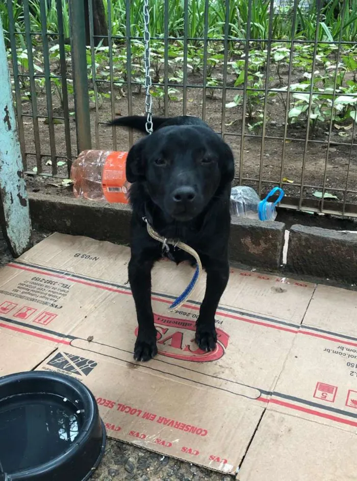 Cachorro ra a SRD-ViraLata idade 4 anos nome Franklin