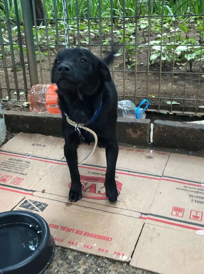 Cachorro ra a SRD-ViraLata idade 4 anos nome Franklin