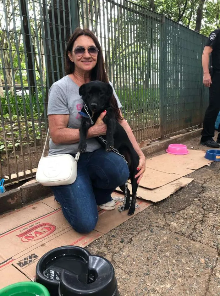 Cachorro ra a SRD-ViraLata idade 4 anos nome Franklin