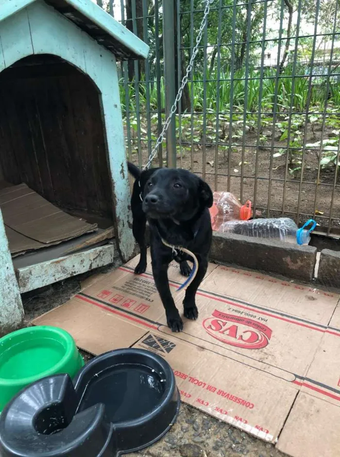 Cachorro ra a SRD-ViraLata idade 4 anos nome Franklin