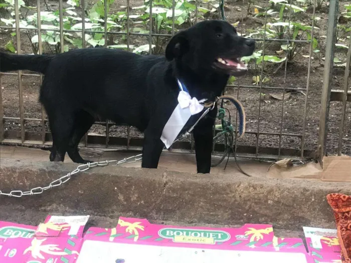 Cachorro ra a SRD-ViraLata idade 4 anos nome Franklin