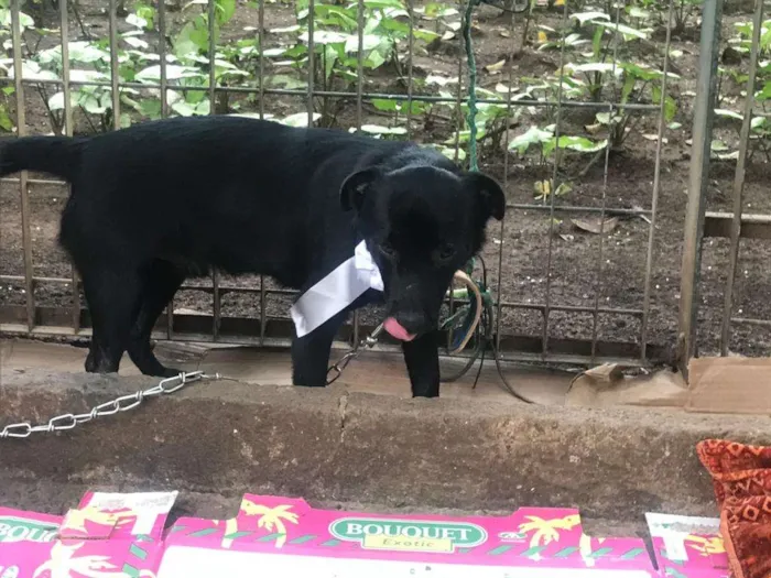 Cachorro ra a SRD-ViraLata idade 4 anos nome Franklin