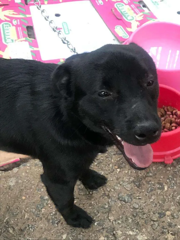 Cachorro ra a SRD-ViraLata idade 4 anos nome Franklin