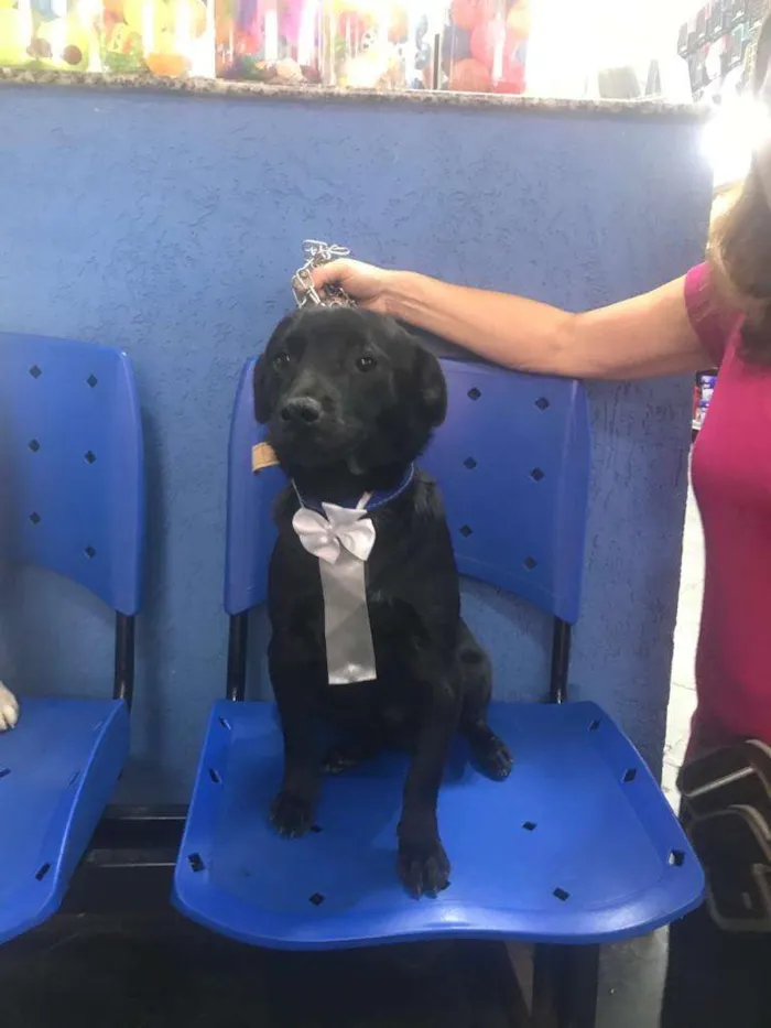 Cachorro ra a SRD-ViraLata idade 4 anos nome Franklin