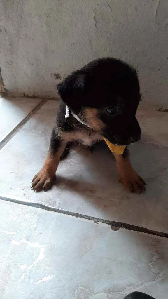 Cachorro ra a Vira Lata idade Abaixo de 2 meses nome Sem Nome