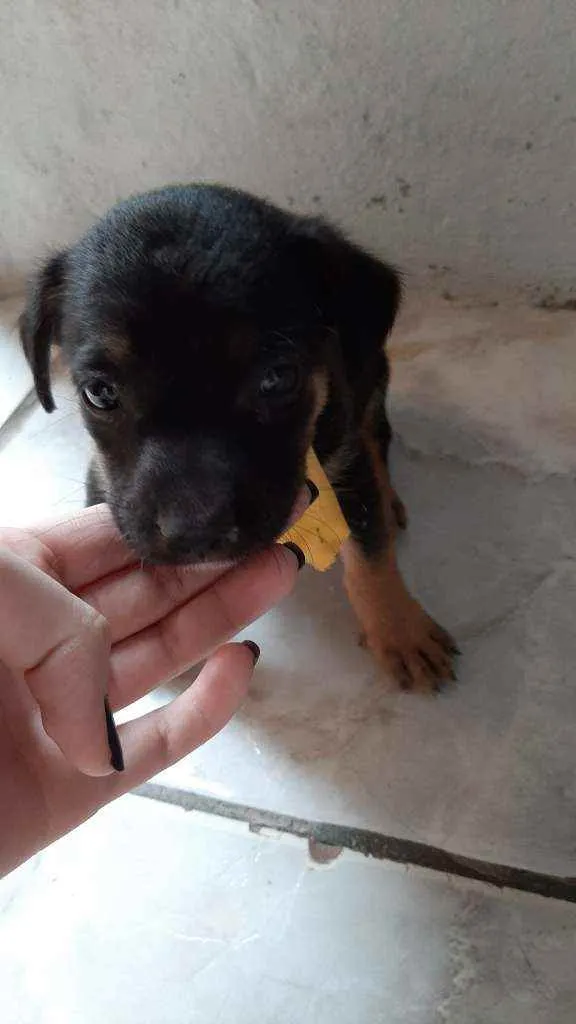 Cachorro ra a Vira Lata idade Abaixo de 2 meses nome Sem Nome