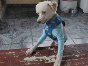 Cachorro raça SRD idade 1 ano nome Lion