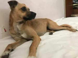 Cachorro raça Vira Lata idade 3 anos nome Mel 