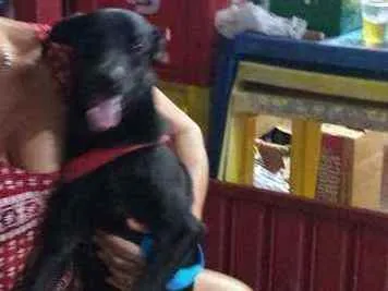 Cachorro ra a Não sei idade 1 ano nome VALENTE 