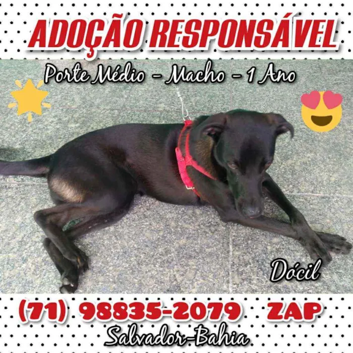 Cachorro ra a Não sei idade 1 ano nome VALENTE 