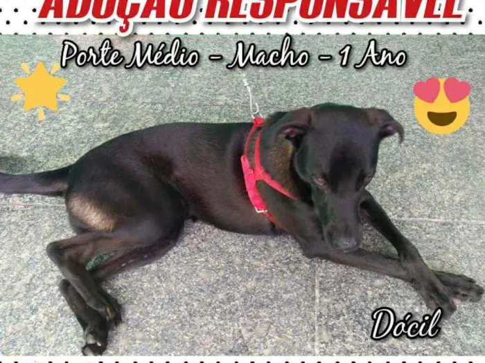 Cachorro ra a Não sei idade 1 ano nome VALENTE 