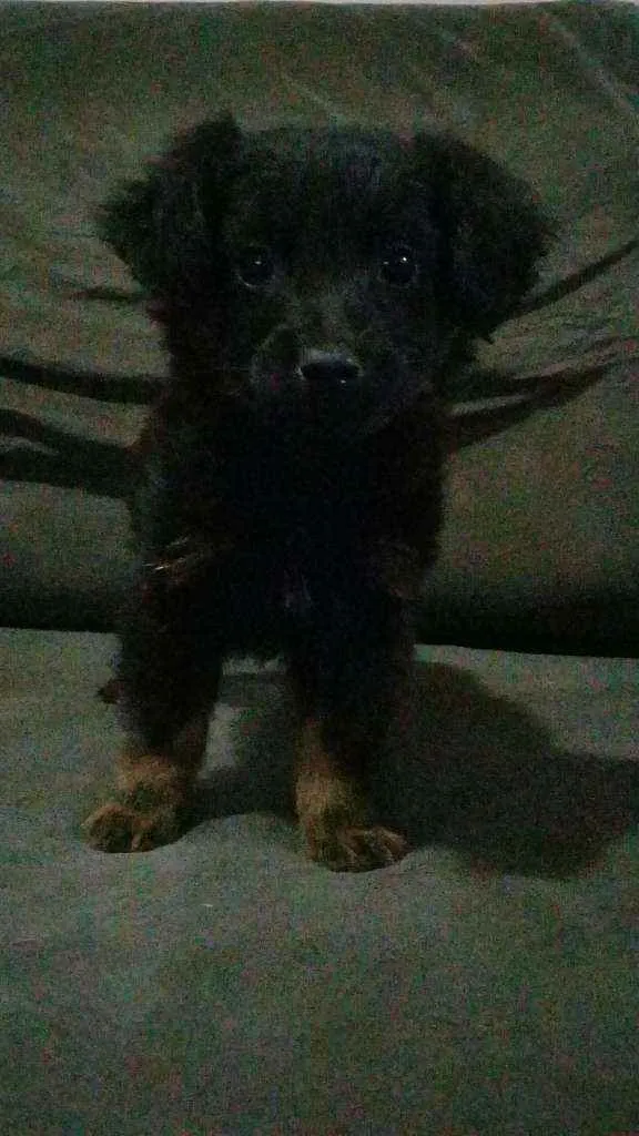 Cachorro ra a Sem Raça idade 2 a 6 meses nome Sem Nome