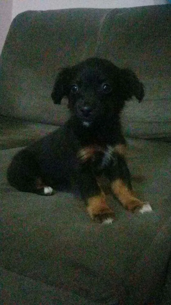 Cachorro ra a Sem Raça idade 2 a 6 meses nome Sem Nome