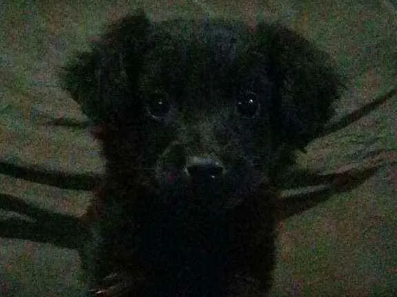 Cachorro ra a Sem Raça idade 2 a 6 meses nome Sem Nome