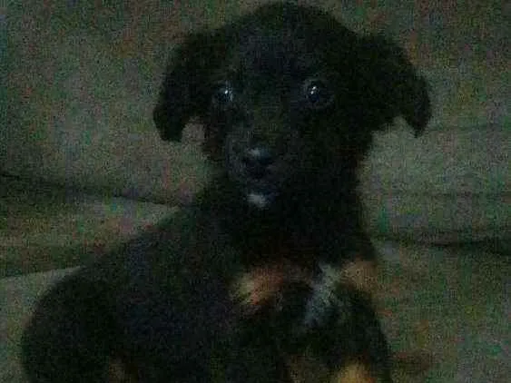Cachorro ra a Sem Raça idade 2 a 6 meses nome Sem Nome