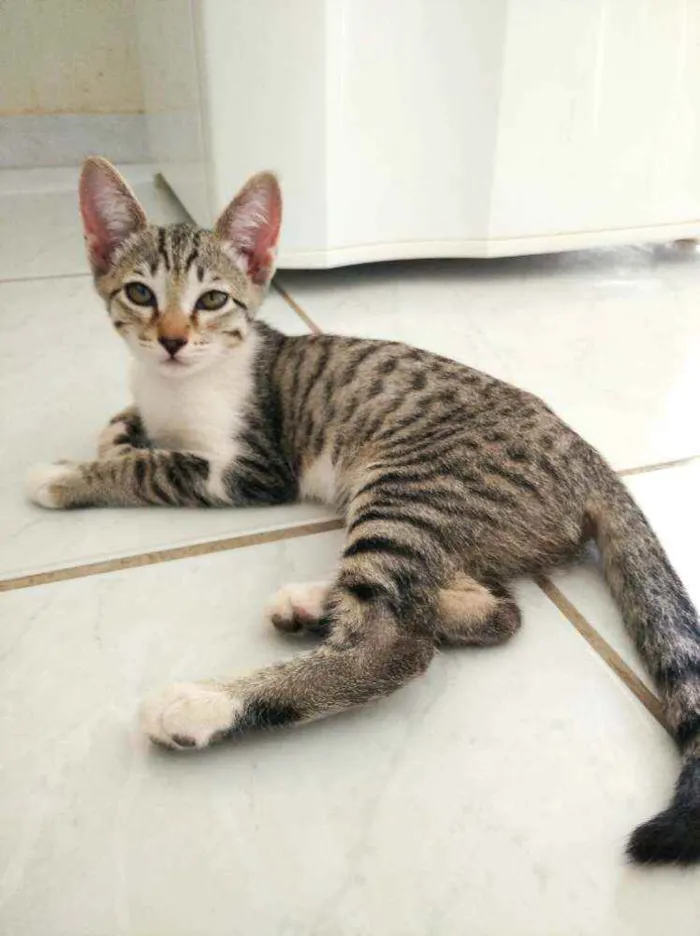 Gato ra a Sem raça definida idade 2 a 6 meses nome Lilly