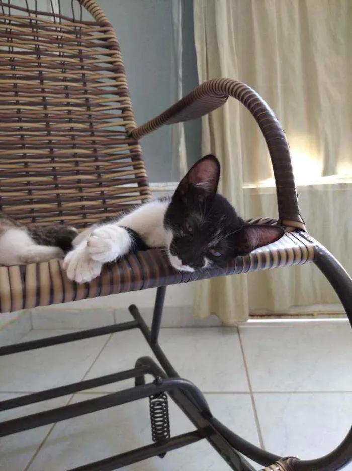 Gato ra a Sem raça definida idade 2 a 6 meses nome Tonton