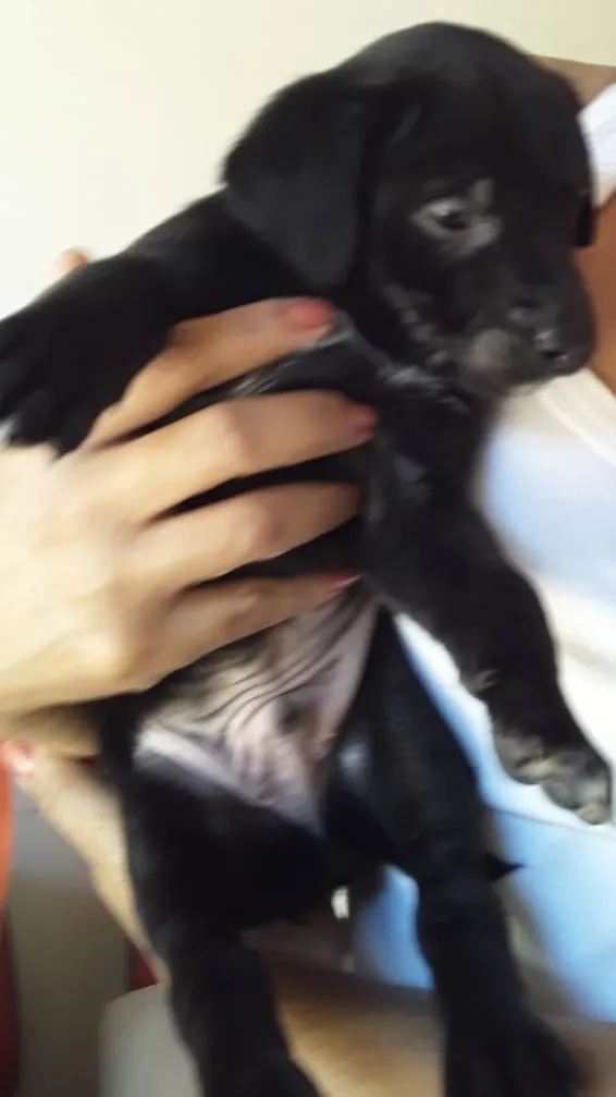 Cachorro ra a SRD idade Abaixo de 2 meses nome Macho 02