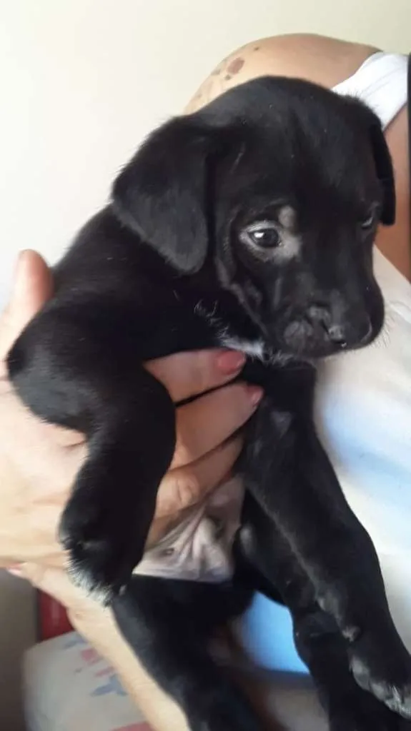 Cachorro ra a SRD idade Abaixo de 2 meses nome Macho 02