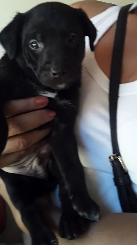 Cachorro ra a SRD idade Abaixo de 2 meses nome Macho 02