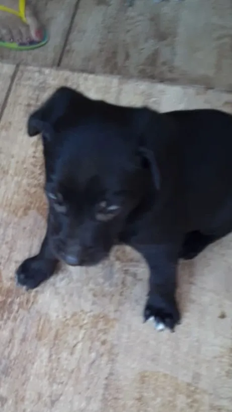 Cachorro ra a SRD idade Abaixo de 2 meses nome Macho 02