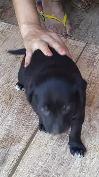 Cachorro ra a SRD idade Abaixo de 2 meses nome Macho 02